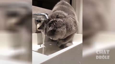 Best Funny Cat Videos Compilation_Part 2