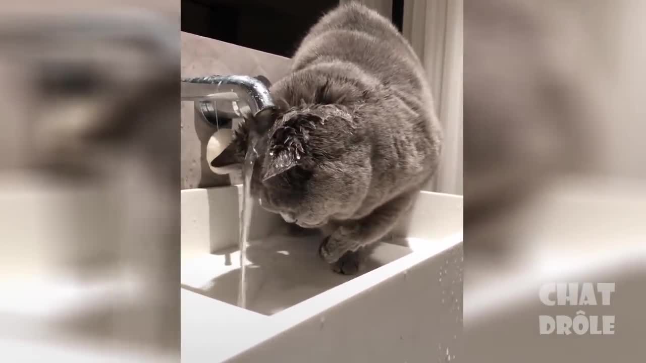 Best Funny Cat Videos Compilation_Part 2