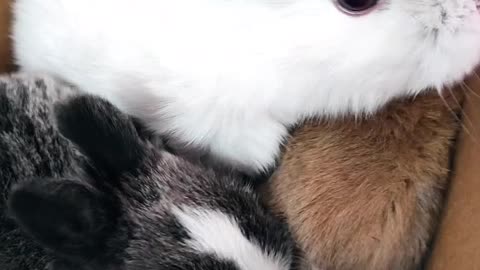 Cute bunny's in the box