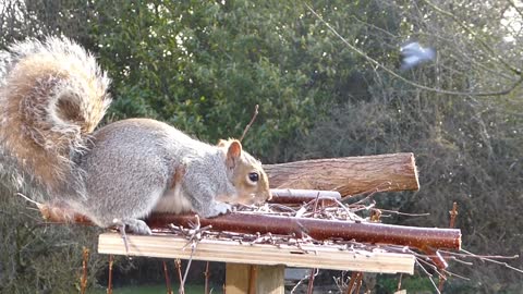 Watch the squirrel running away funny funny