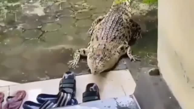 Cute animal behavior makes you happy