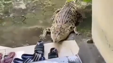 Cute animal behavior makes you happy