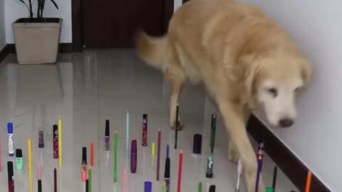 Challenge CAT vs DOG