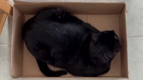 Cute Precious Piper Sits Perfectly in a Box - Adopting a Cat from a Shelter Vlog