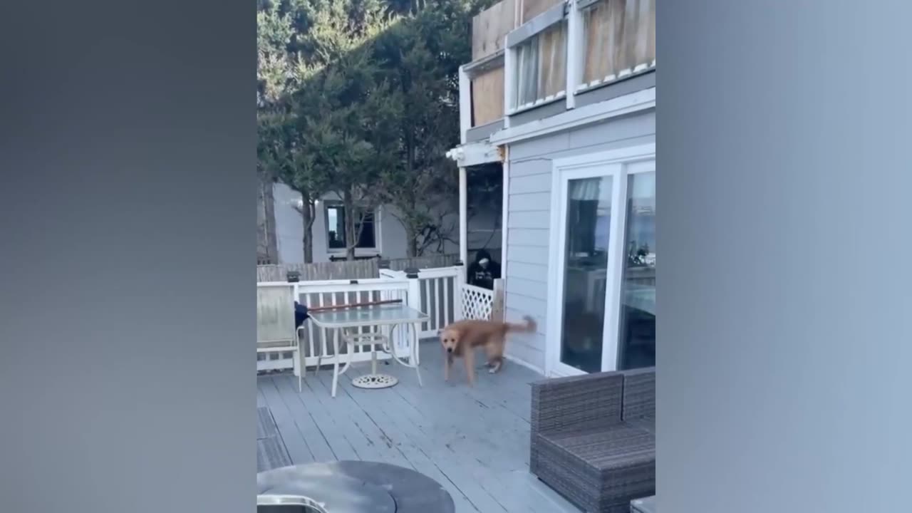 Funny Pets Videos | Cute Cats and Dogs Funny Videos