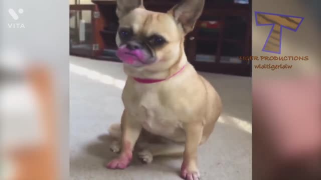 Funny Animals & Pets Video With Cute reactions