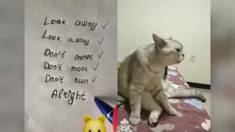 Talking Cats! Finally talking company during COVID!