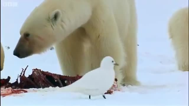 Polar Bear Sledging | Wildlife Specials | BBC Earth