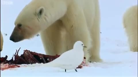 Polar Bear Sledging | Wildlife Specials | BBC Earth