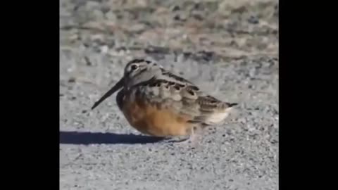Dogs and bird comedy n funny video