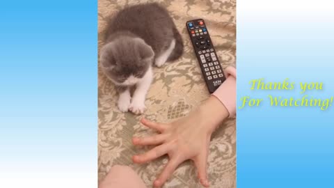 Funny and Cute Cat's Life 👯😺 Cats and Owners are the best friends Videos