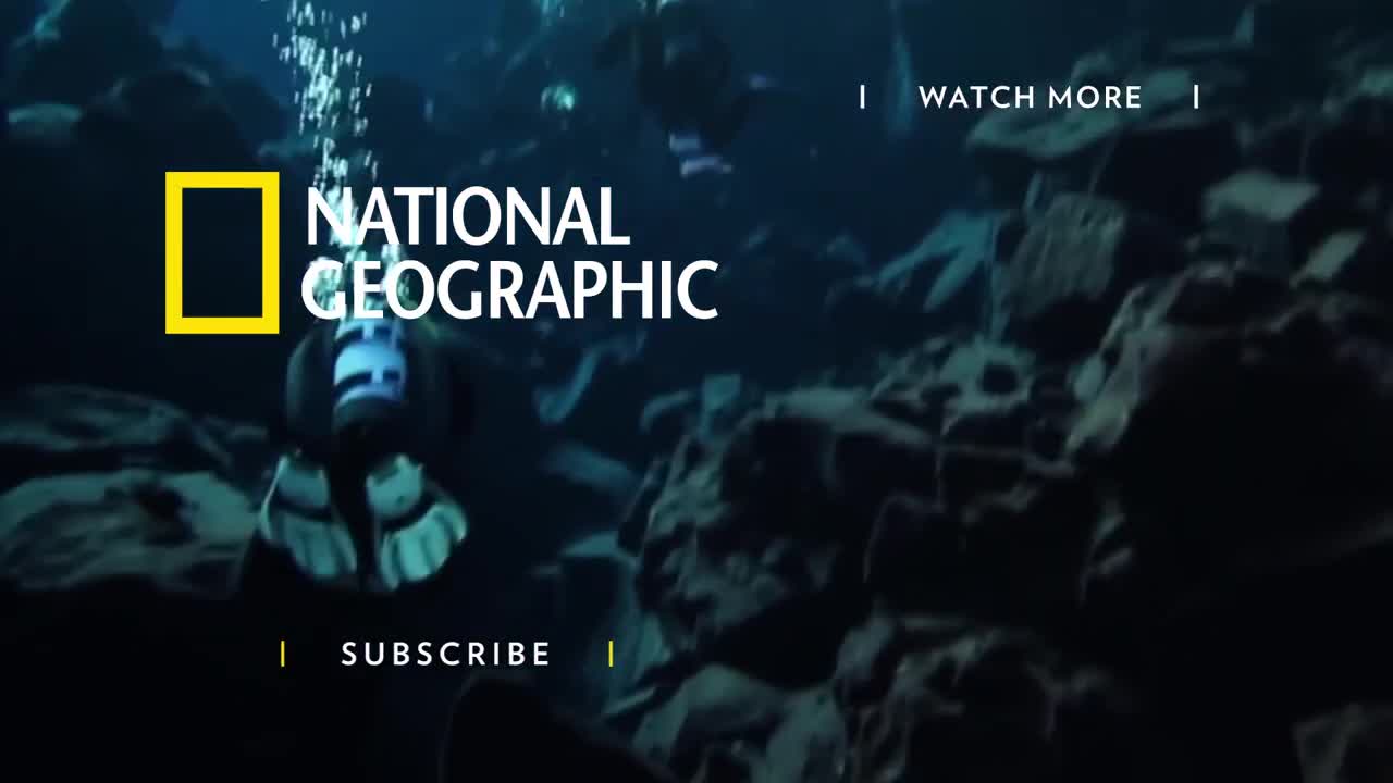 This Endangered Monkey is One of the world's