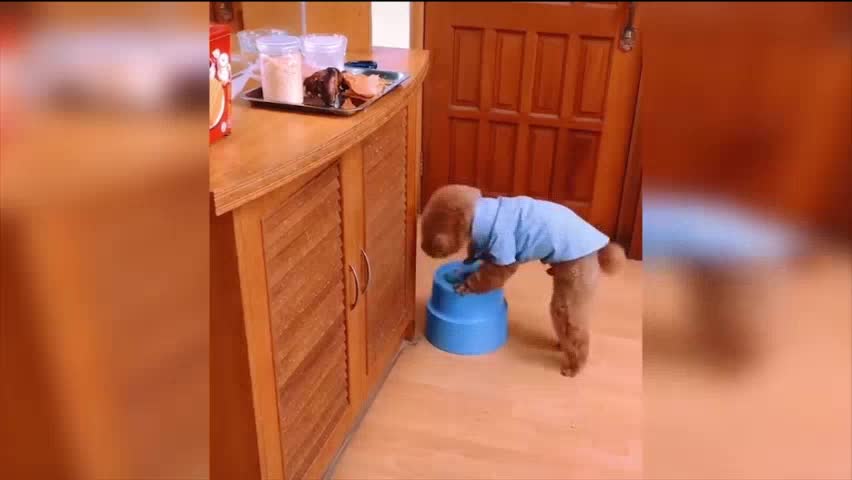 cachorro muito inteligente