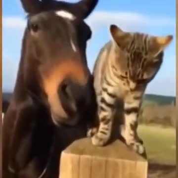 Cute cat and horse are playing together