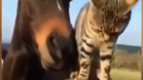 Cute cat and horse are playing together