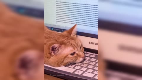 Funny Animal Videos 🤣 _ Funniest Dogs And Cats _ 2024 #animals #funny #cats #do