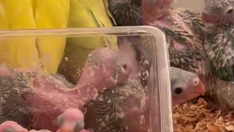 Cute parrot babies with beautiful colors