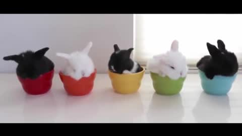 Five bunnies of different colors