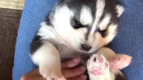 Two puppies
