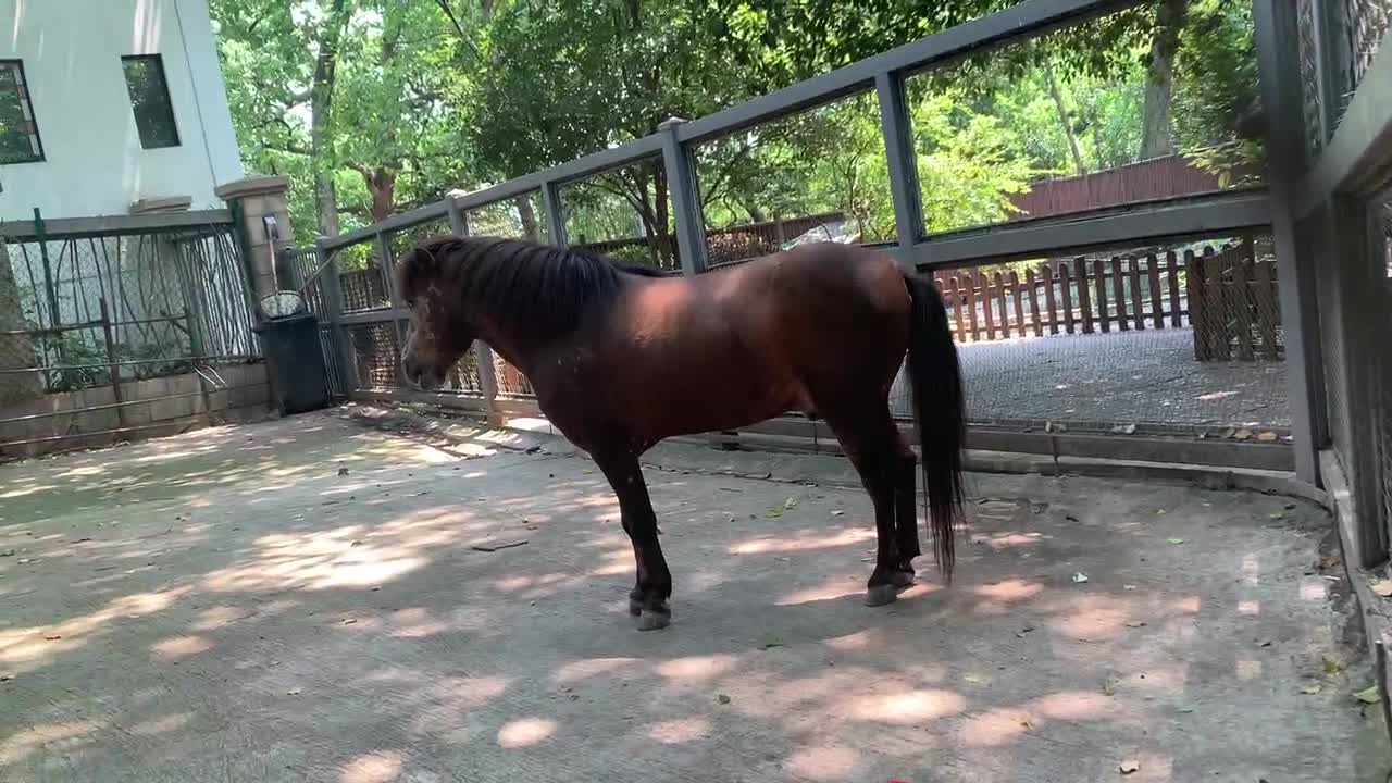 This is a horse for children