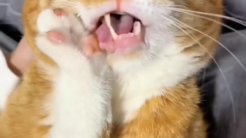 FUNNY CATS and DOGS & other ANIMALS 🐾🐱🐶 CATS UNSTOPPABLE 😅