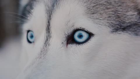 Close-Up Video of a Siberian Husky Looking Around