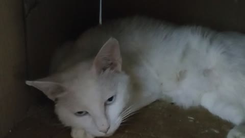 sick little white cat