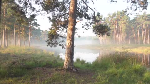 Nature & Forest Videos