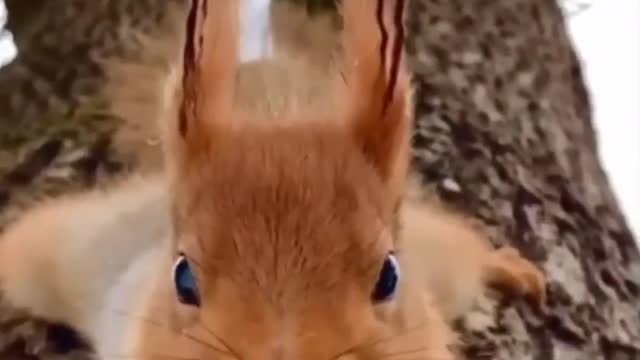 The squirrel nibbles nuts