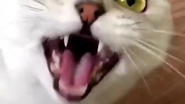 funny cat videos - funny cat reaction - funny cat moments #shorts