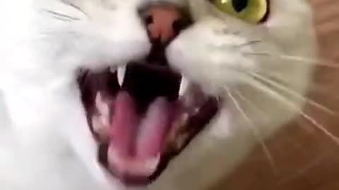 funny cat videos - funny cat reaction - funny cat moments #shorts