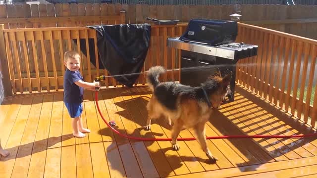 Funny Babies with Funny Dog German Shepherd Videos Funny Pranks Funniest Videos