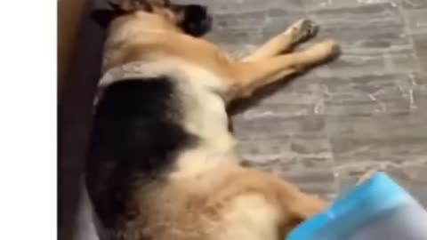 Funny pet