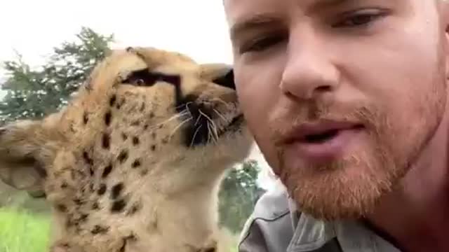 Lovely Cheetah showing love to human