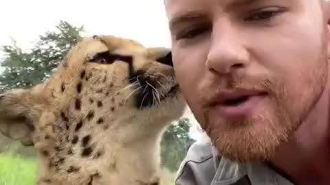 Lovely Cheetah showing love to human