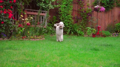 🐕 Basic Dog Training – TOP 10 Essential Commands Every Dog Should Know!