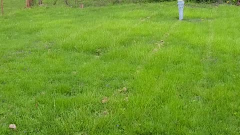 Piper Approaches the Wild Bunny