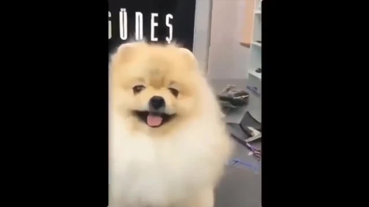 Funny Cat and dog videos compilation Try not to laugh