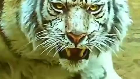 animal video
