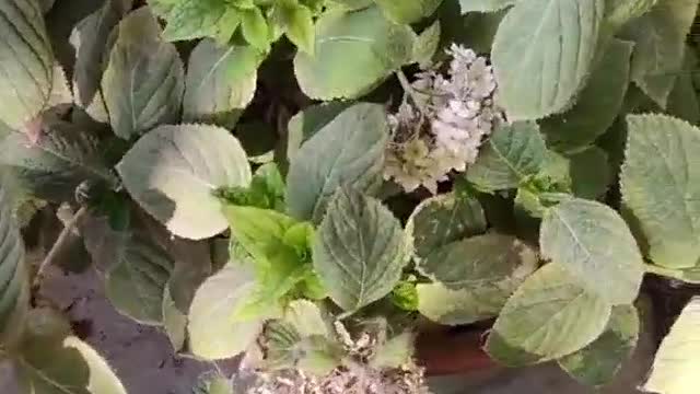 The seedlings I planted are blooming