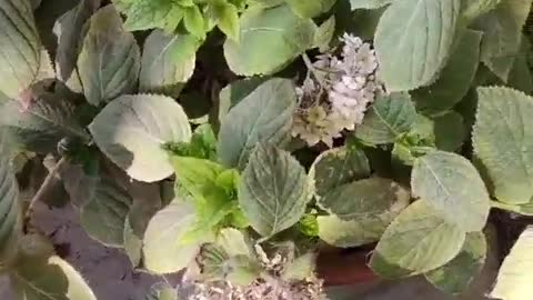 The seedlings I planted are blooming