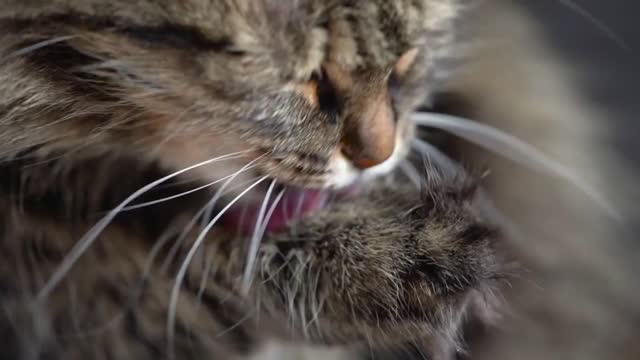 Cute tabby domestic cat washing up close up. Slow motion