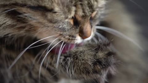 Cute tabby domestic cat washing up close up. Slow motion