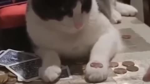 Funny Cat's