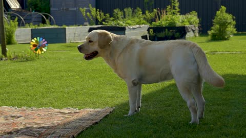 Funny dog 🐶 looking funny 😆 cute videos