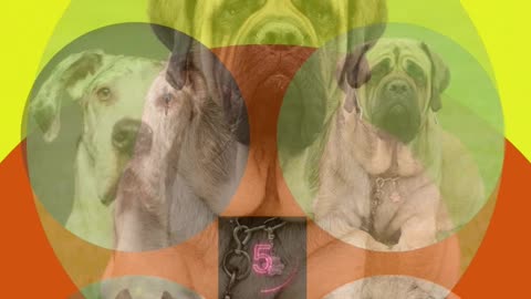Which of these dog breeds is the heaviest?