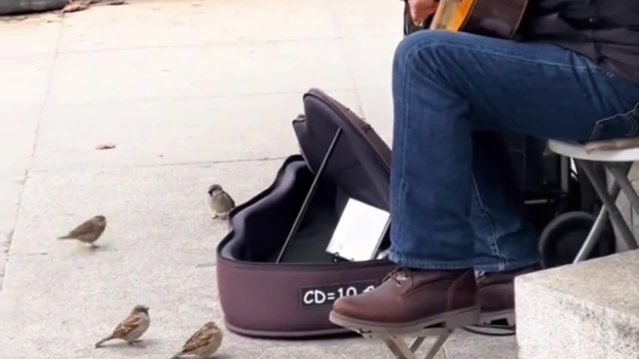 The birds have to be paid actors🤯