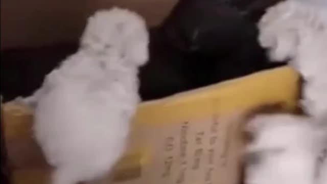 Run Puppies Run 🤣🤣 #Shorts #funny #dogs # puppies #cc @AFV