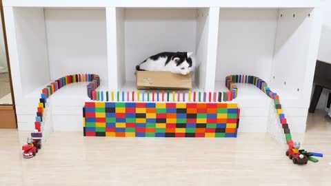 Cats and Domino