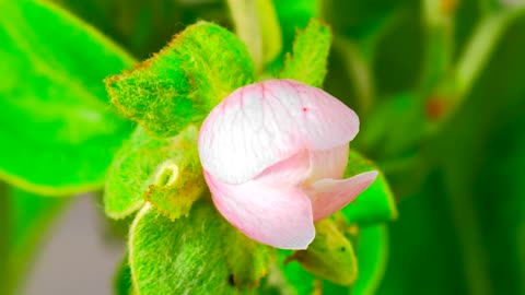 White apple flower opens